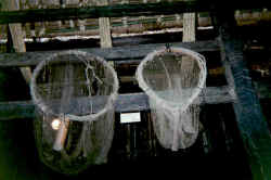 keenant.jpg (26377 bytes)